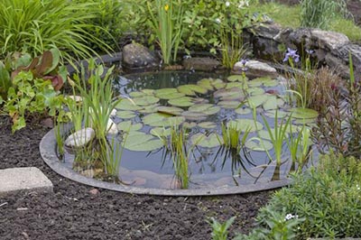 Le bassin préformé est posé, installez maintenant les plantes et la filtration